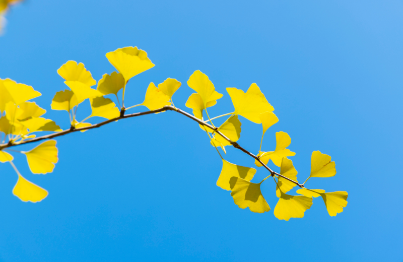 初富士を正面いまが真正面