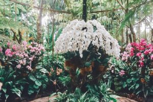 「熱帯と創作」（４）『昭南島に蘭ありや』～国家のエゴを考える～