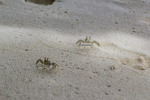 低予算映画のような浜を蟹