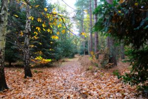 落葉道二度聞きとれずもう聞かず