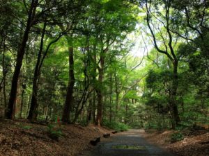 下闇や一歩一歩を風とゆき