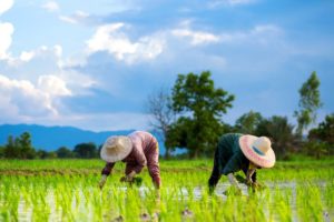 つかのまの人類として耕せる