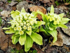 電文のみじかくつよし蕗のたう