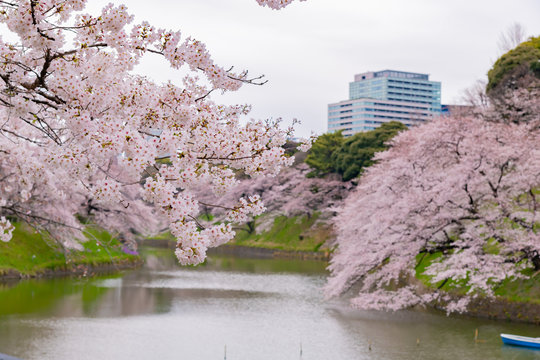 水吸うて水の上なる桜かな